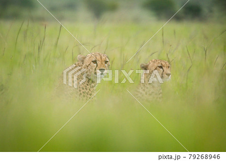 Two cheetahs sit side-by-side in blurred grass 79268946