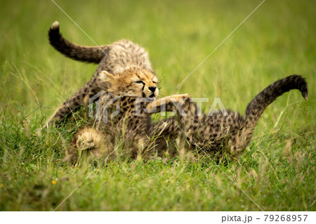 Two cheetah cubs play fight in grass Two cheetah cubs play fight in grass 79268957