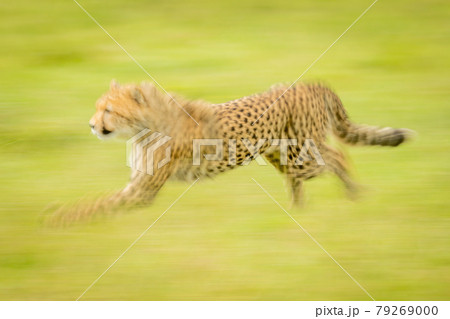Slow pan of cheetah cub racing past 79269000