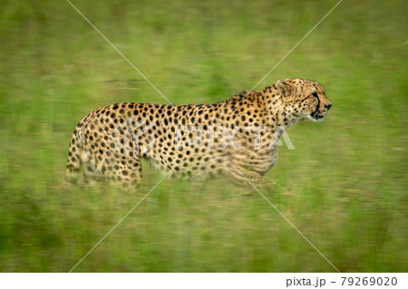Slow pan of cheetah crossing grass plain 79269020