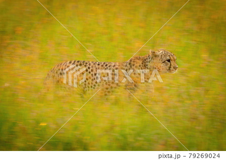 Slow pan of cheetah crossing backlit grass 79269024
