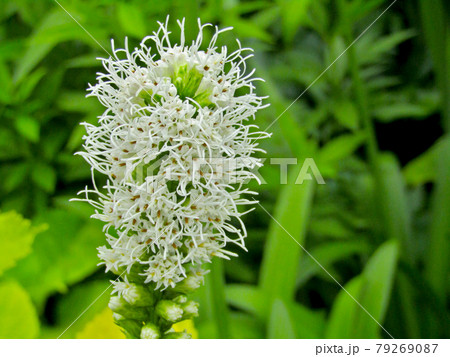 植物、リアトリスの花(キリンギクの花) 植物、リアトリスの花(キリンギクの花) 79269087