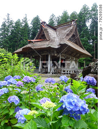 満開のアジサイ　あじさい　紫陽花　笹野観音堂 79269386