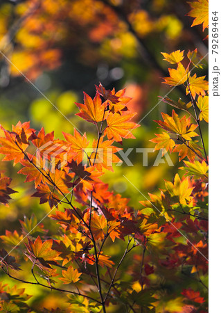 紅葉の景色 篠山の秋 風景 篠山 田舎 79269464