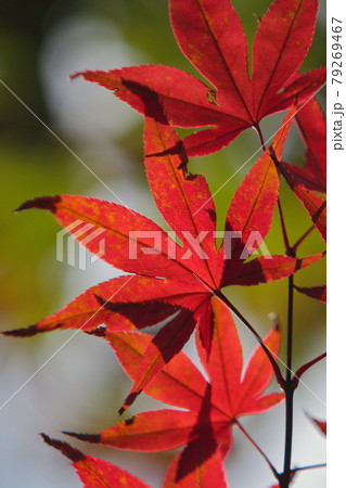 紅葉の景色 篠山の秋 風景 篠山 田舎 79269467