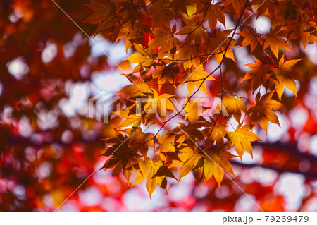 紅葉の景色 篠山の秋 風景 篠山 田舎 紅葉の景色 篠山の秋 風景 篠山 田舎 79269479