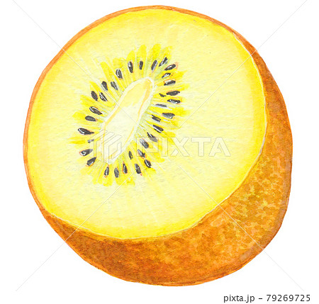 手描き飲食メニュー ゴールドキウイのイラスト素材 [79269725] - PIXTA