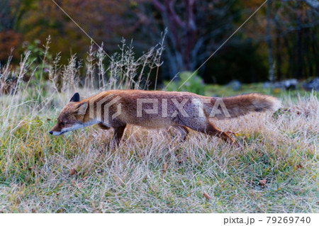 草原を歩くキツネ（奈良県　大台ヶ原山） 79269740