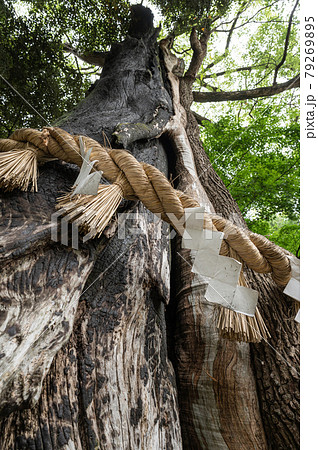 常陸国総社宮 御神木 常陸国総社宮 御神木 79269895