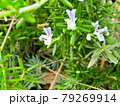 植物、ローズマリーの花 79269914