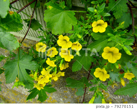 植物、ミリオンベルの花(カリブラコアの花) 植物、ミリオンベルの花(カリブラコアの花) 79270151