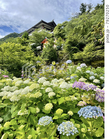 熊野那智大社に咲くあじさい 79270250