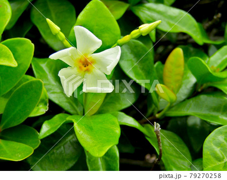 植物、テイカカズラの花 植物、テイカカズラの花 79270258