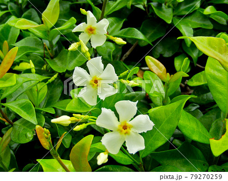 植物、テイカカズラの花 植物、テイカカズラの花 79270259