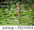 植物、ハスの花 79270358