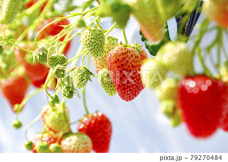 いちご狩り 79270484