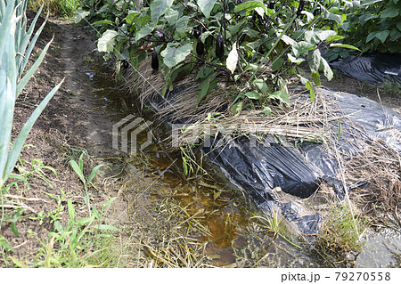 集中豪雨あとの畑 79270558