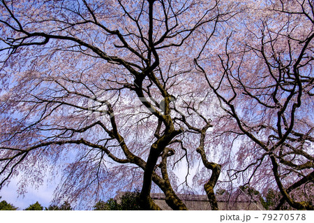 御殿場　秩父宮記念公園の桜 79270578