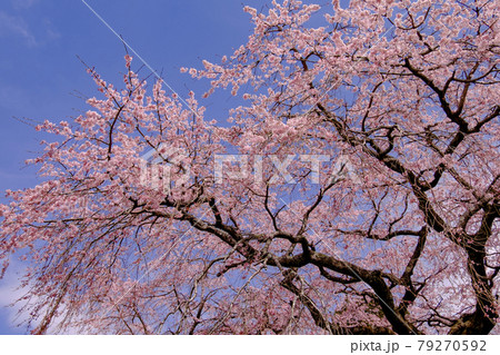 御殿場　秩父宮記念公園の桜 79270592
