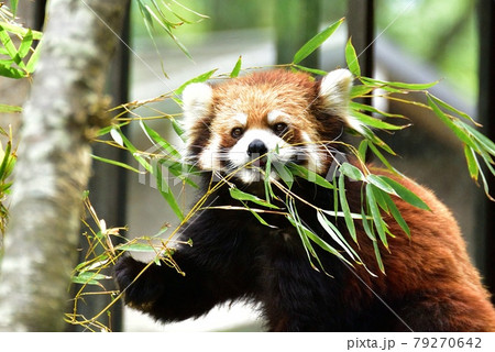 レッサーパンダ 79270642