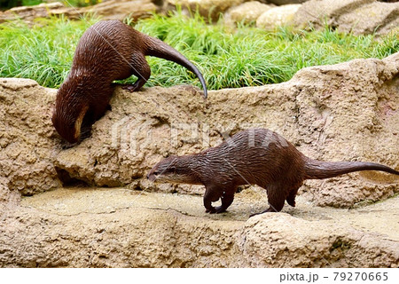 コツメカワウソ コツメカワウソ 79270665