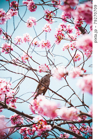 花鳥風月 (月無し) 79270709