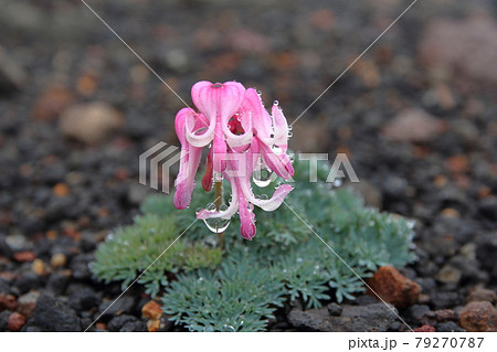 高山植物の女王　秋田駒ヶ岳のコマクサ 79270787