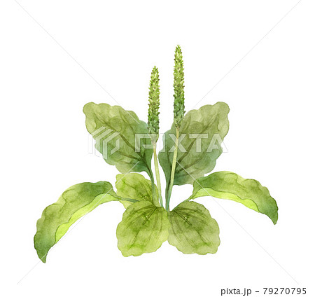 オオバコの水彩画 オオバコの水彩画 79270795