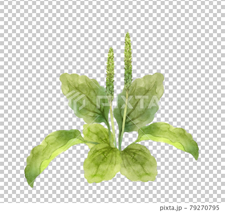 オオバコの水彩画 オオバコの水彩画 79270795