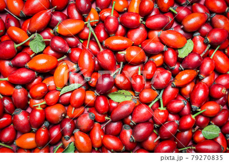 Rose hip fruits background Rose hip fruits background 79270835