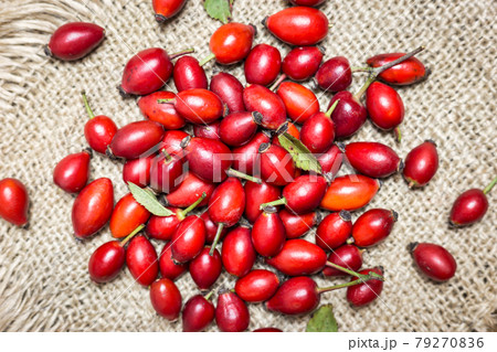Rose hip fruits background Rose hip fruits background 79270836
