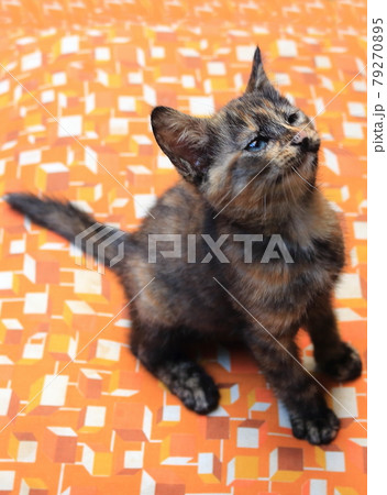 子猫 79270895