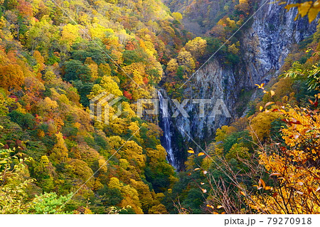 信州志賀高原 澗満滝全景の黄葉盛ん 信州志賀高原 澗満滝全景の黄葉盛ん 79270918