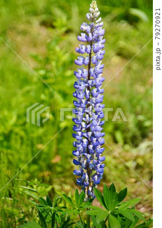 藍色のルピナス 79270921