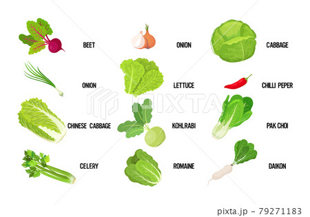 set fresh green salad leaves tasty vegetarian healthy food concept horizontal set fresh green salad leaves tasty vegetarian healthy food concept horizontal 79271183