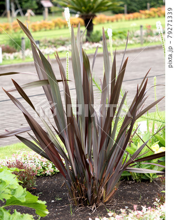 ニューサイラン ニューサイラン 79271339