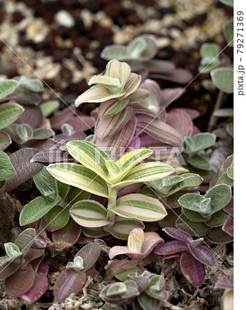 トラデスカンチア 白絹姫 トラデスカンチア 白絹姫 79271369