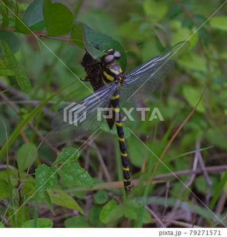 オニヤンマ 脱皮 羽化 不完全変態の写真素材