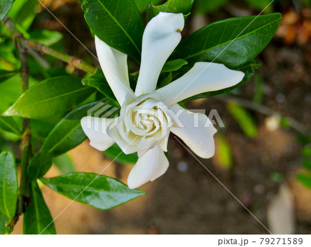 植物、クチナシの花 79271589