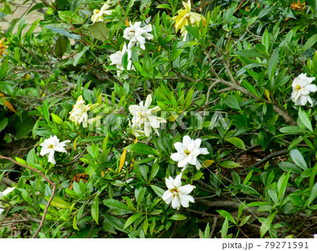 植物、クチナシの花 79271591
