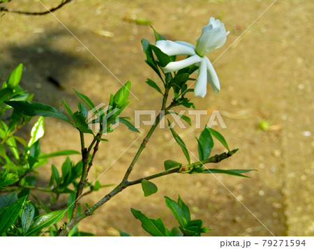 植物、クチナシの花 植物、クチナシの花 79271594