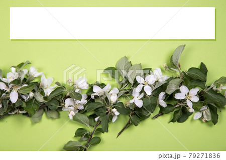 The minimum location of the flowering branches of an apple tree on a background of green paper with a white banner for text. Flat lay. Copy Space 79271836