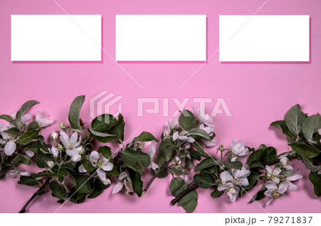 The minimum arrangement of the flowering branches of an apple tree on a background of pink paper with three sheets for text. Flat lay.Copy Space 79271837