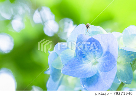 新緑と紫陽花とカタツムリ 新緑と紫陽花とカタツムリ 79271946