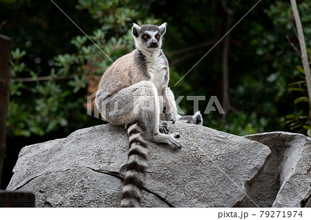 神戸どうぶつ王国のワオキツネザル 79271974