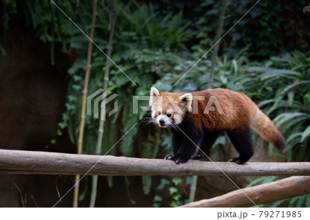 神戸どうぶつ王国のレッサーパンダ 79271985