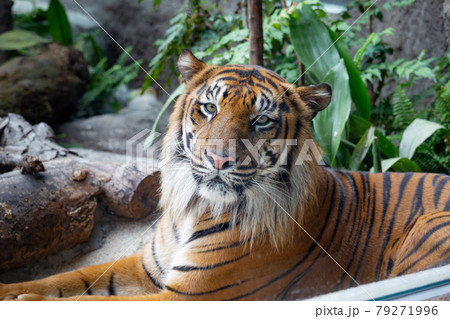 神戸どうぶつ王国のスマトラトラ 神戸どうぶつ王国のスマトラトラ 79271996