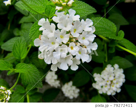 植物、コバノランタナの花 植物、コバノランタナの花 79272411