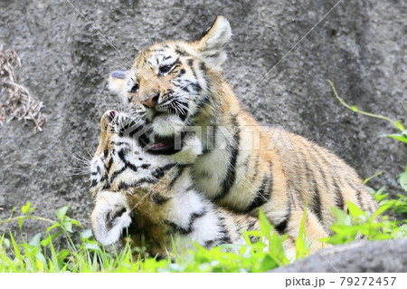 アムールトラの赤ちゃん 79272457