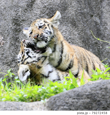 アムールトラの赤ちゃん アムールトラの赤ちゃん 79272458